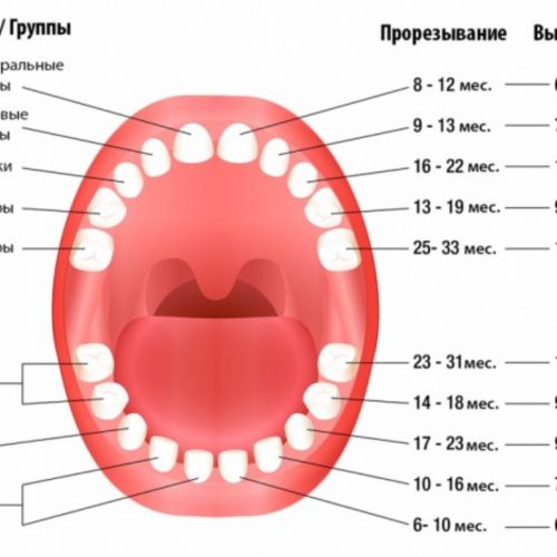 Процесс появления коренных зубов у ребенка