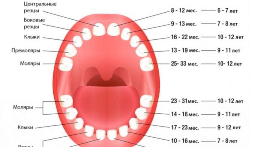 Процесс появления коренных зубов у ребенка